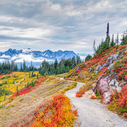 Autumn foliage at Paradise in Mount Rainier National Park