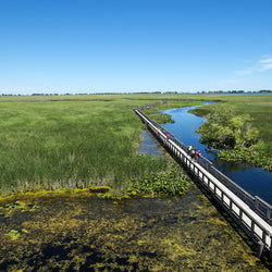 Marsh Boardwalk in Point Pelee National Park Ontario Canada