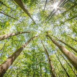 View looking up at trees in Cypress Forest of Congaree National Park, South Carolina