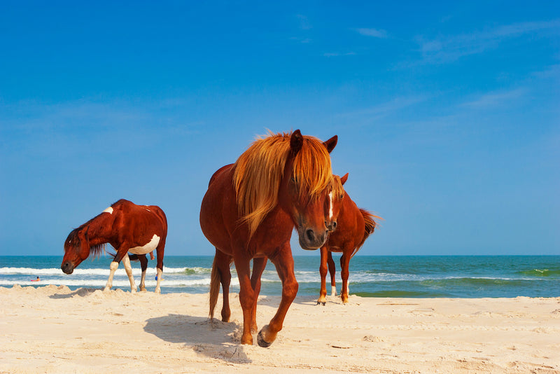 Beautiful Horses Roaming The Beach at Assateague Island Maryland