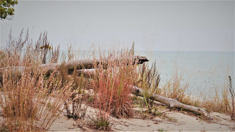 Driftwood on Beach With Beach Grass at Illinois Beach State Park 