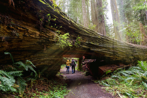 Hiking Trail Through Fallen Redwood Tree in Humboldt Redwood State Park California