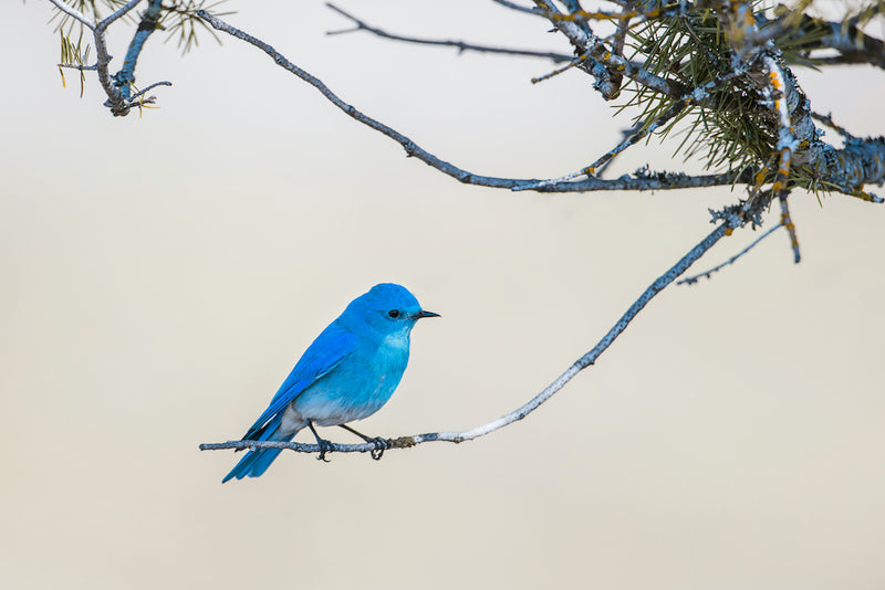 Male Mountain Blue Bird Perched on Tree Branch in Farragut State Park Idaho
