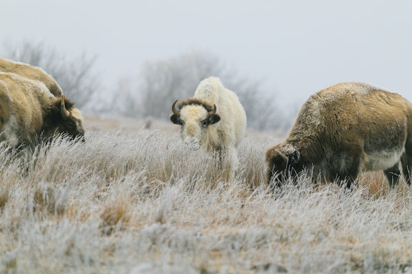 Rare White Bison in Lake Scott State Park Kansas