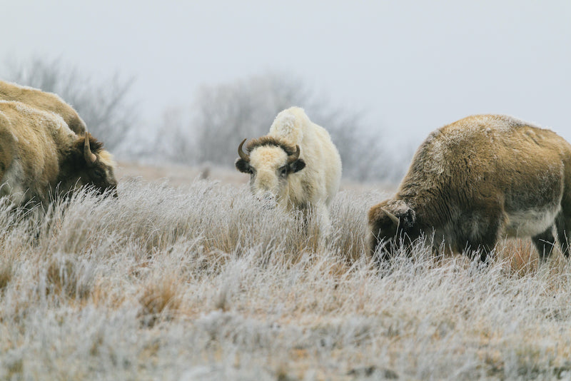 Rare White Bison in Lake Scott State Park Kansas