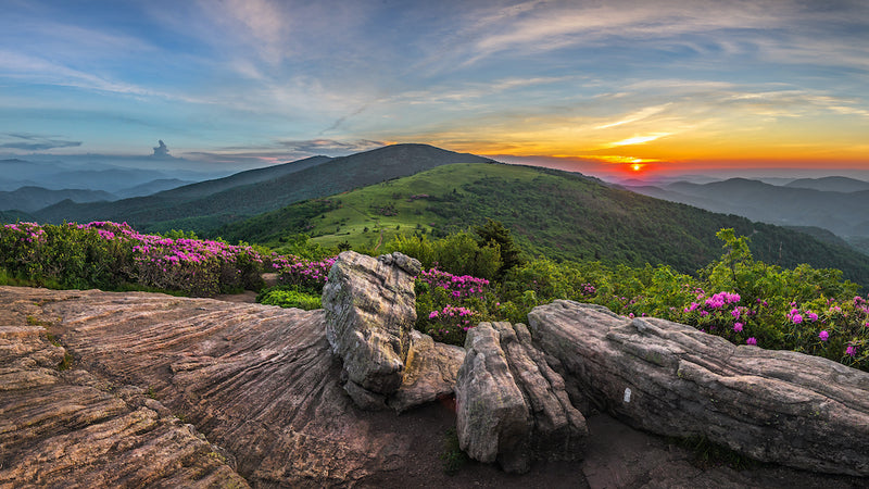 Rhododendron Blooming at Sunset at Roan Mountain State Park Tennessee
