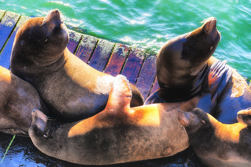 Seals Basking in The Sun on a Wooden- Dock Newport Oregon