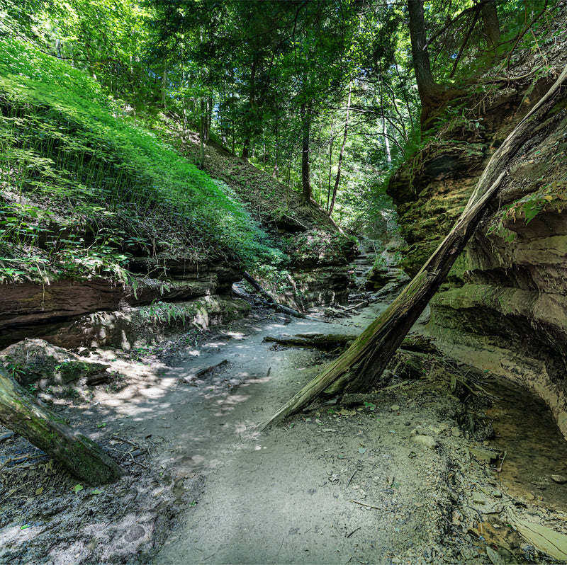 View of a Ravine in Turkey Run State Park Indiana