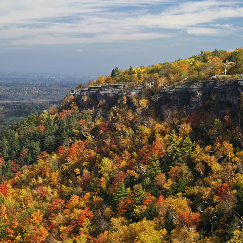 View of autumn colored trees during fall in John Boyd Thacher Park New York