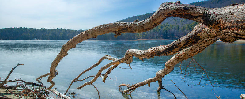 View of Fallen Trees on Lake in Moreau Lake State Park New York