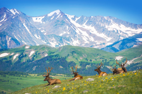 View of North American Elks on Sunny Day Near Rocky Mountains Colorado