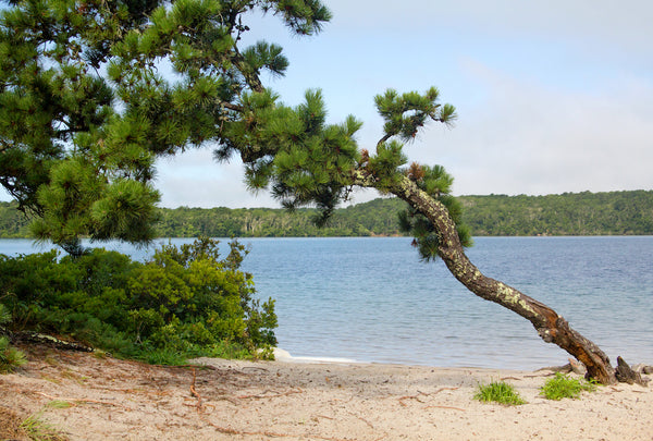 View of Pine Tree on Beach in Nickerson State Park Massachusetts