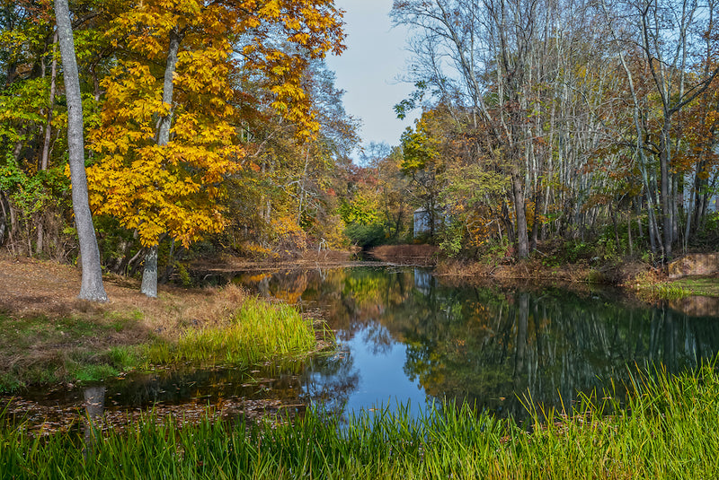 View of Wetland Pond on Autumn Day in Allaire State Park New Jersey