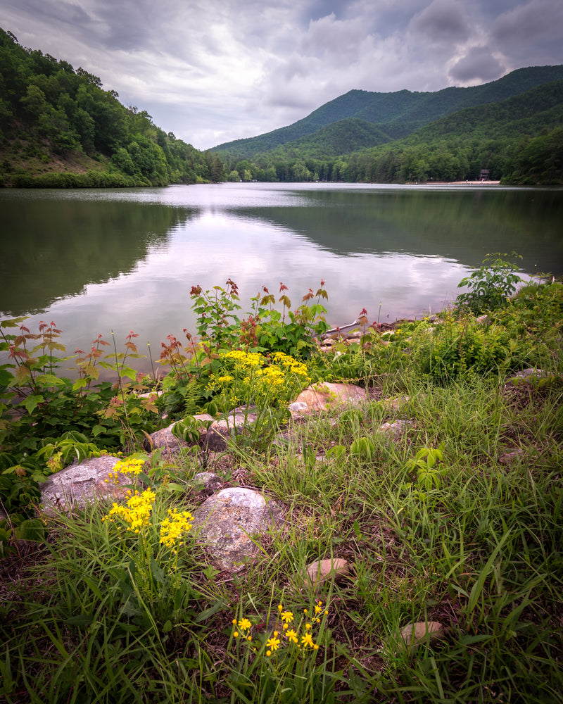 Wildflowers Along Shore in Douthat State Park Virginia