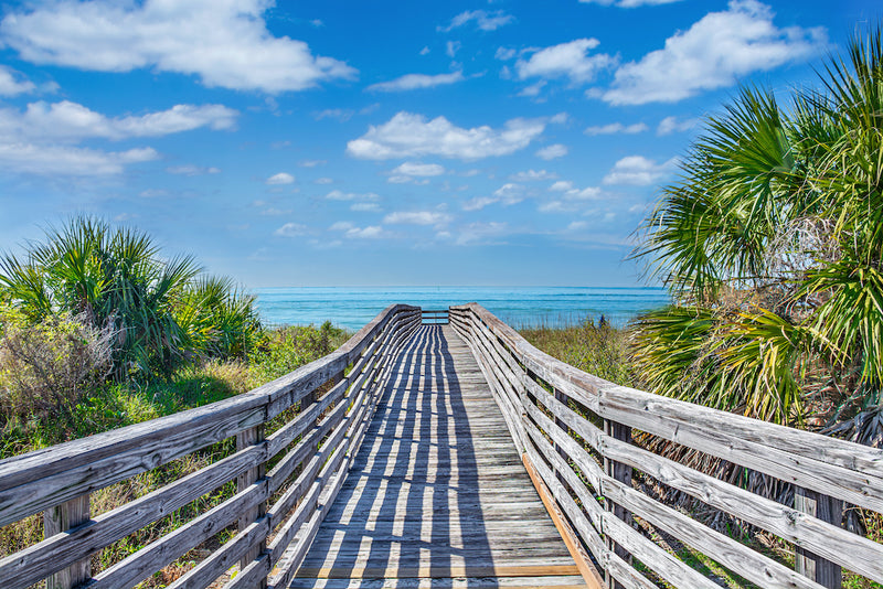 Wooden Trail to Beach Surrounded by Palm Trees in Honeymoon Island State Park Florida
