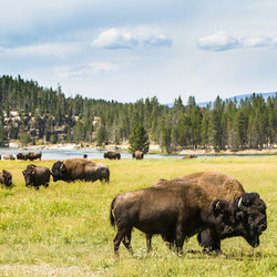 Bison grazing grass in Yellowstone National Park