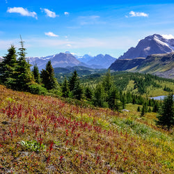 Colorful flowers and mountains near Egypt Lake at Banff National Park Alberta