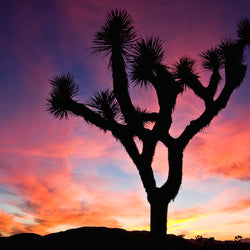 Sunset over Joshua Tree National Park in California USA